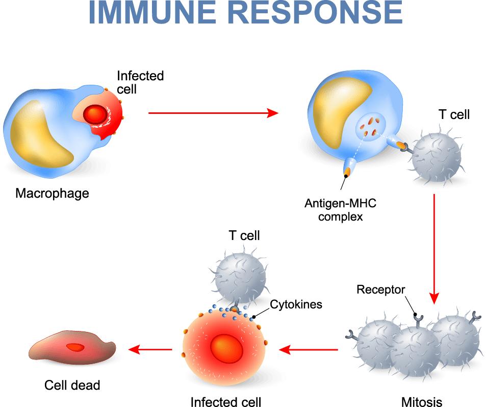 Puolustusjärjestelmän T-solut Tarvitaan tehokkaaseen puolustusreaktioon solunsisäisiä taudinaiheuttajia (kuten viruksia) vastaan Antigeeniä esittelevät solut esittelevät taudinaiheuttajan osan,