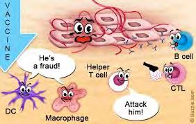 Syöpä ja puolustusjärjestelmä Syöpäsolu on vääristynyt solu ja se pitäisi tuhota kuten viruksen infektoima solu Myös tähän hyökkäykseen osallistuu monet solutyypit