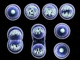 Solujen jakautuminen Monilla soluilla on kyky jakaantua eli tuottaa yhdestä solusta kaksi tytärsolua Geneettinen aines monistetaan ennen