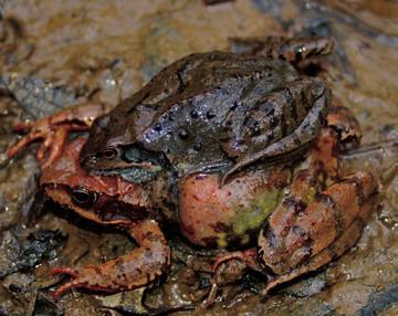 Sekulja Opis. Sekulja je srednje velika žaba (od 4,5 do cm) iz rodu rjavih žab, za katere je značilna temna zaočesna maska. Glava je široka in zaobljena, s kratkim in topim gobcem.