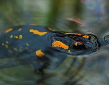 špranjah. Pogosto se zadržuje v bližini čistih potokov in manjših mlak, bogatih s kisikom, kamor samice odlagajo ličinke. Salamandra salamandra dobro razvita oba para okončin in peresaste škrge.
