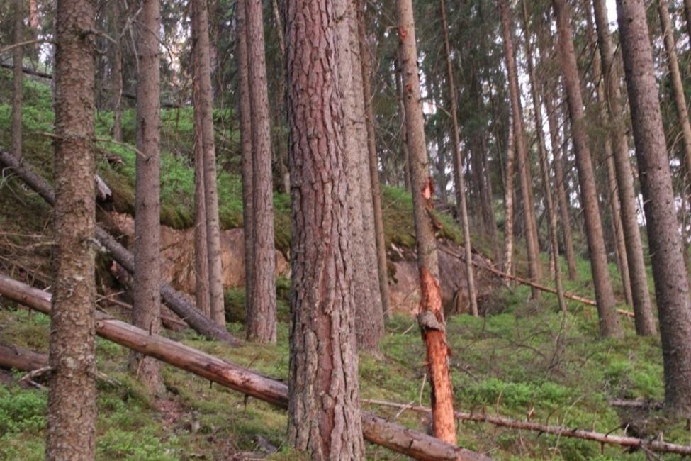 3 1 Johdanto Haukkakorvenmäen selvitysalue sijaitsee Salon kaupungissa noin 11 kilometriä kaupungin keskustasta itään.