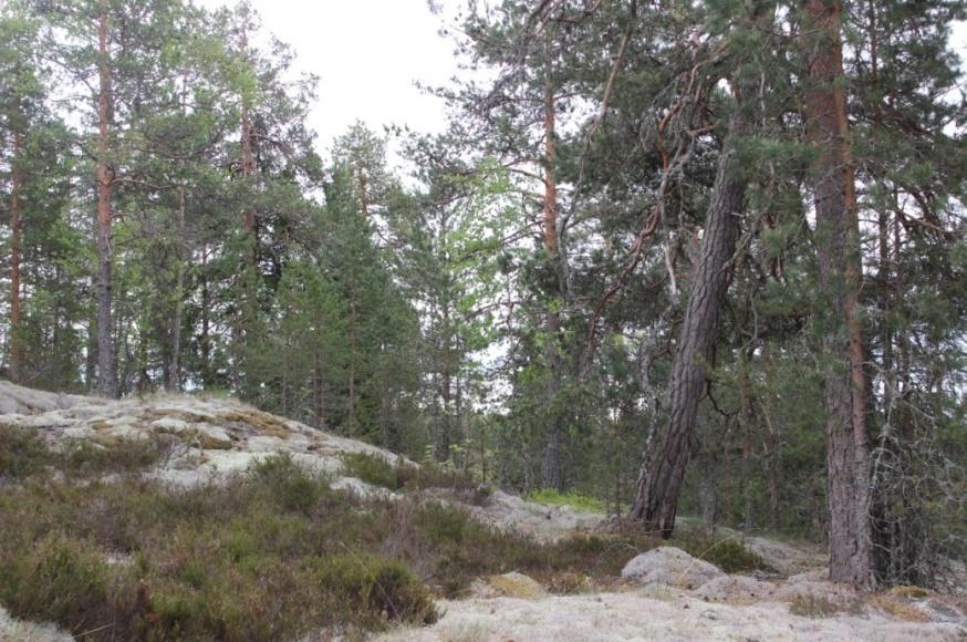 Kenttäkerroksessa kasvaa mustikkaa, puolukkaa, oravanmarjaa, kevätpiippoa, metsälauhaa, sananjalkaa, metsätähteä, metsäkastikkaa, metsämaitikkaa, kanervaa ja vanamoa.
