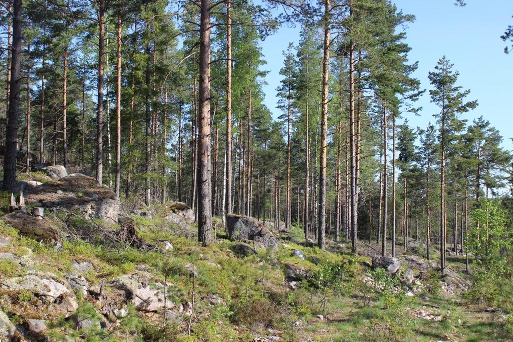 Haukkakorvenmäki II Salo 24.8.