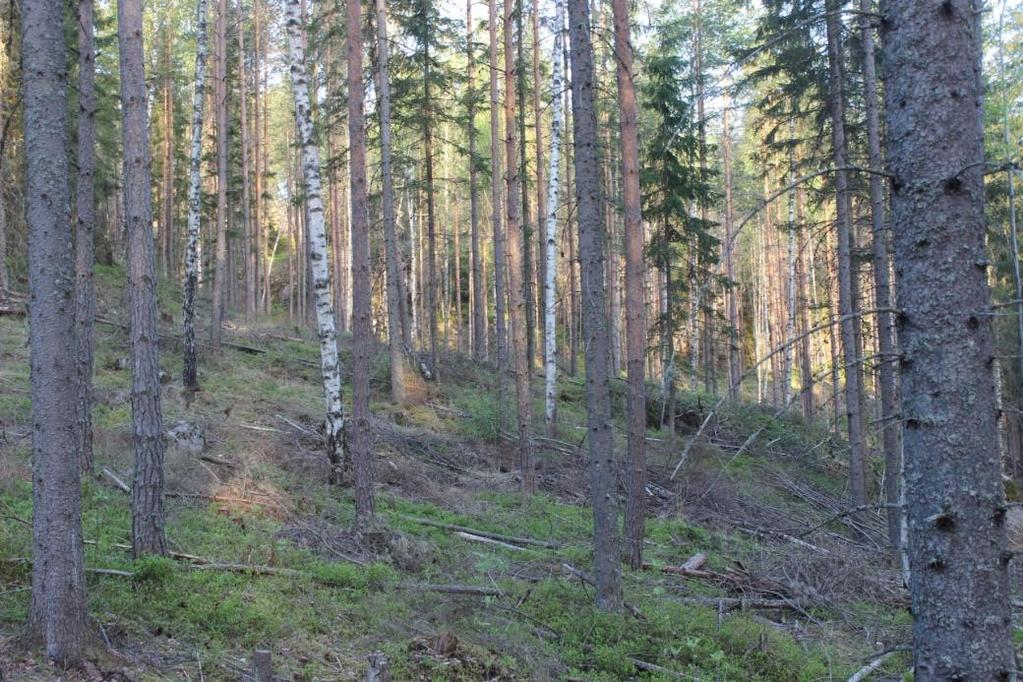 4 Kuva 1: Lehtomainen kangas Kuva 2: Lähde 2.3 Kuvio 2 Kuvio 2 on kallioaluetta, jonka puusto lakialueilla on luonnontilaista hitaasti kasvanutta männikköä.