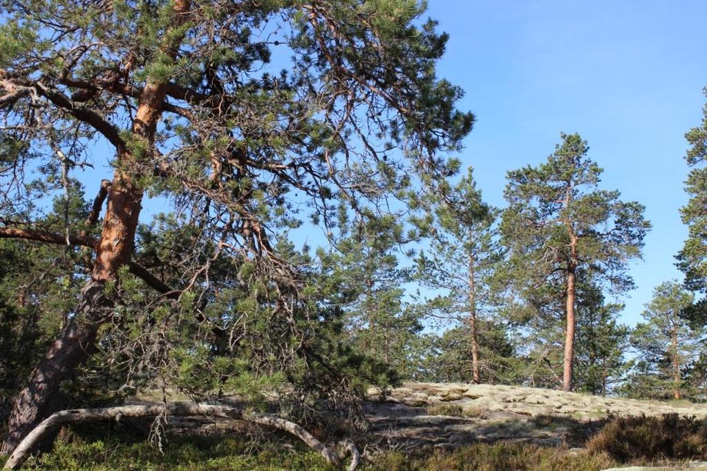 5 Selvitysalueen kalliojyrkänteistä kaksi on yli