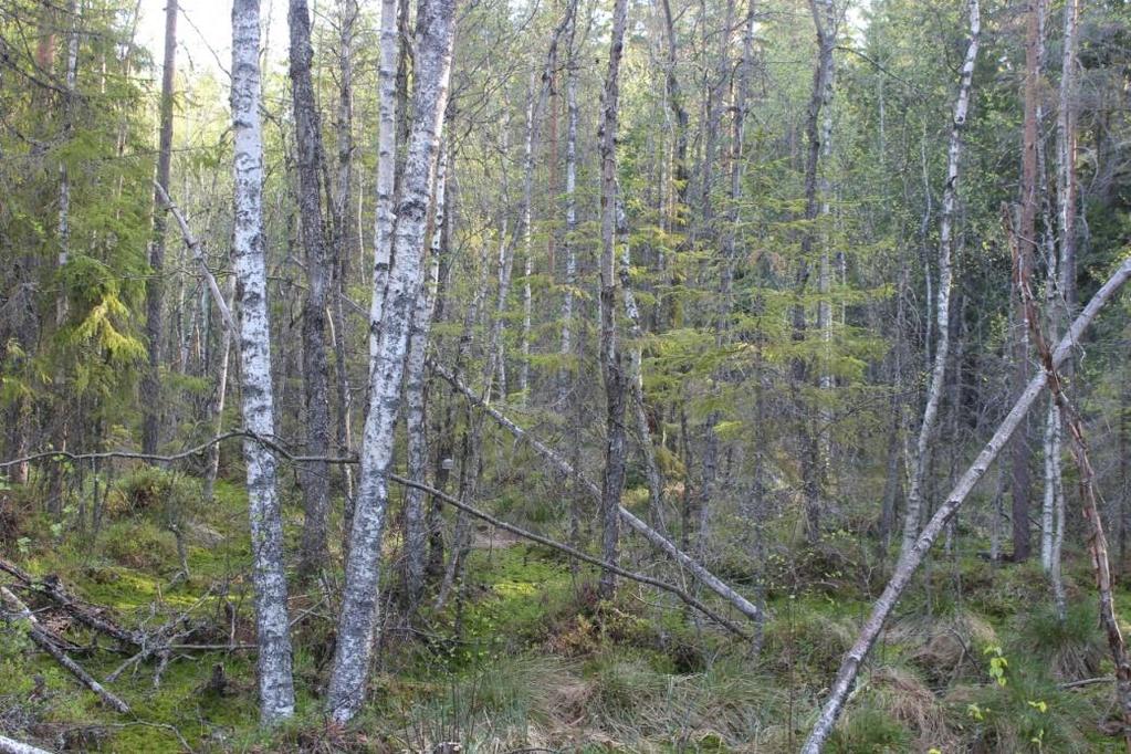 6 2.4 Kuvio 3 Kallioiden välissä on kostea soistuma. Sillä kasvaa mättäillä mäntyä ja hieskoivua. Kenttäkerroksessa kasvaa tupasvillaa ja pullosaraa.