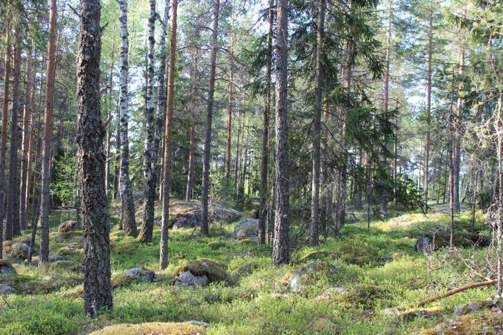 5 Kuvio 4 Kuvio 4 on kallioiden välistä aluetta, jolla kasvaa hoidettua talousmetsämännikköä, mäntyjen lisäksi kuviolla kasvaa vähän myös rauduskoivuja ja kuusta.