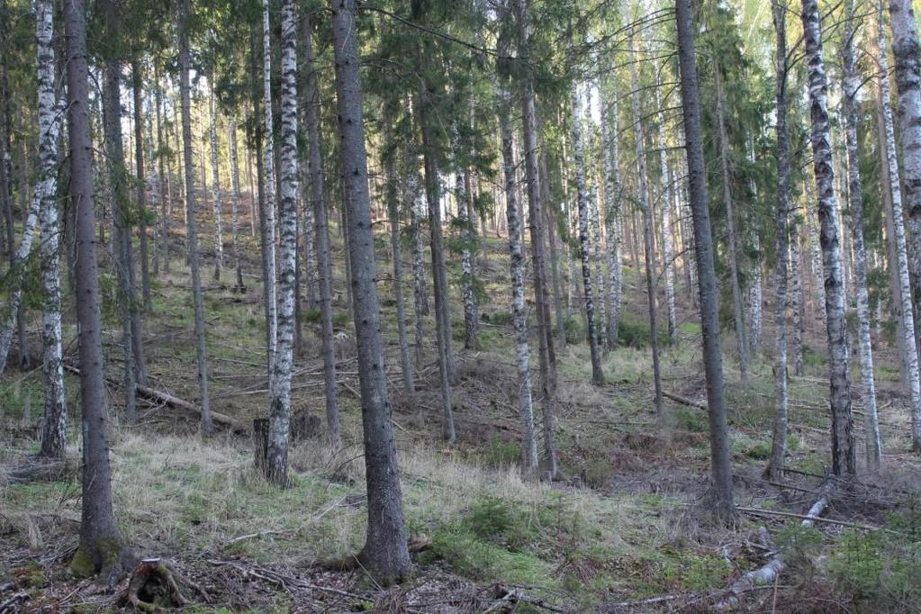 7 2.6 Kuvio 5 Kuviolla 5 kasvaa rauduskoivua, kuusta ja haapaa. Puustoa on harvennettu ja kuvion lahopuusto koostuu hakkuujätteestä. Pensaskerroksessa kasvaa vadelmaa ja korpipaatsamaa.
