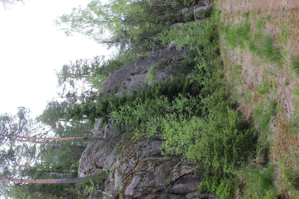 Koirajärvensaaren luontoselvitys Salo 4.9.