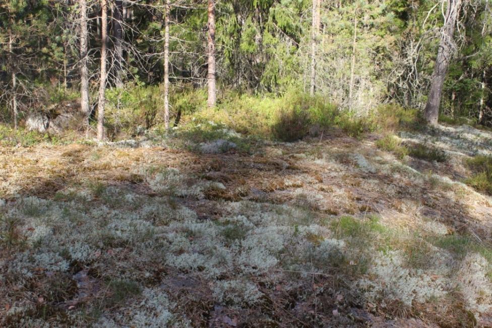 8 2.9 Kuvio 8 Kuvio 8 on kallion lakialueita, joilla on kalliota näkyvillä.