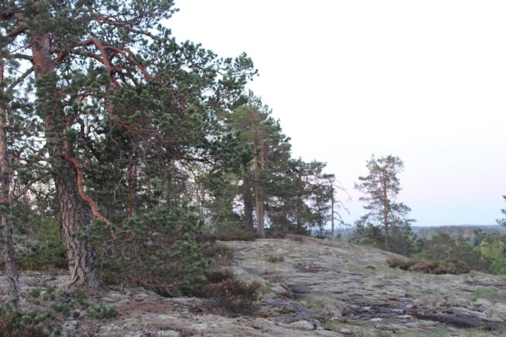 3 1 Johdanto Koirajärvensaaren selvitysalue sijaitsee Salon kaupungissa noin 13 kilometriä kaupungin keskustasta itään.