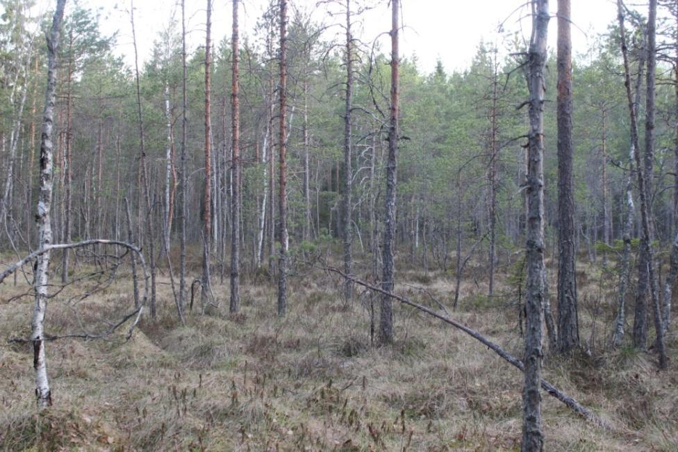 4 2.3 Kosteat painanteet Kallioalueiden väleihin on muodostunut kosteita painanteita, joissa kasvaa puolukkaa, mustikkaa, juolukkaa, pallosaraa, tupasvillaa, karpaloa, kanervaa ja vähän suopursua.