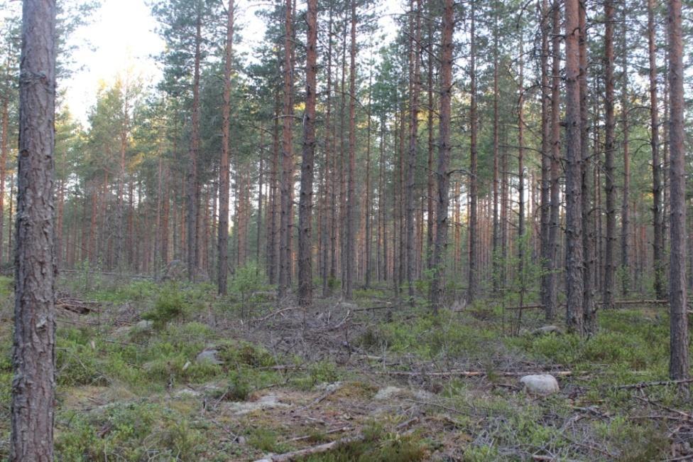 Kuva 2: Metsän pienialainen soistuma 2.4 Kangasmetsä Alueen metsä on hoidettua talousmetsää, jossa kasvaa sekä mäntyä että kuusta. Seassa kasvaa vähän myös rauduskoivua.