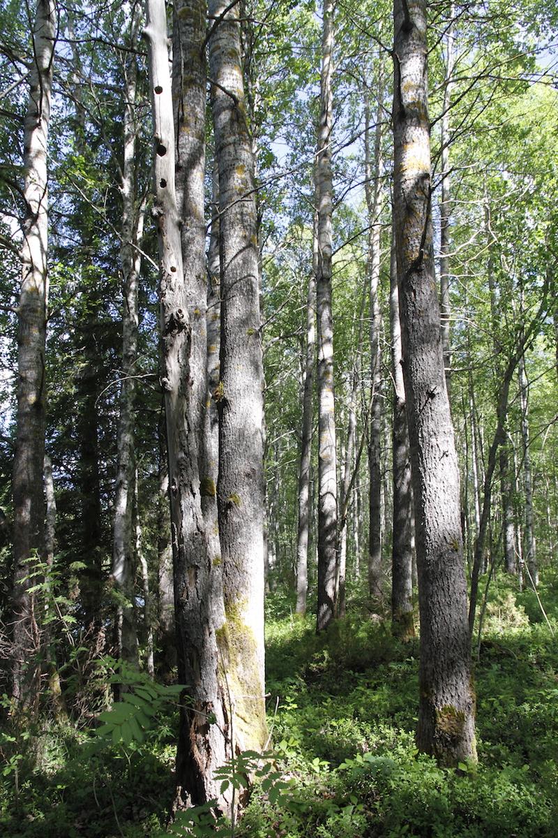 3.5.2 7 Roitaanlehdonkankaan lehto Halsuanjokivarressa sijaitsee pienialainen, mutta hieno kohde lähinnä tuoretta keskiravinteista lehtoa (luontotyyppiarvioinnissa VU), mutta jossa on myös kuivan