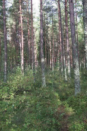 5 Kuva 1. Vasemmalla liikuntapuiston ympäristön metsää ja oikealla Mäkikadun ympäristön metsää.