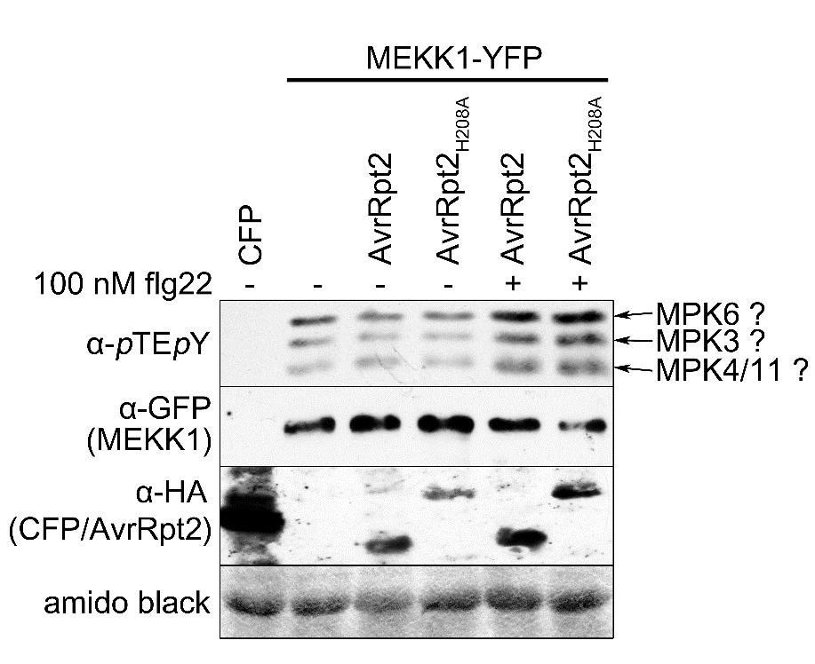 Figure S6. Figure S6. Western blot corresponding to experiment in Fig. 9A showing MAPK activation (αptepy), accumulation of MEKK1-YFP and HA-tagged CFP or AvrRpt2 variants.