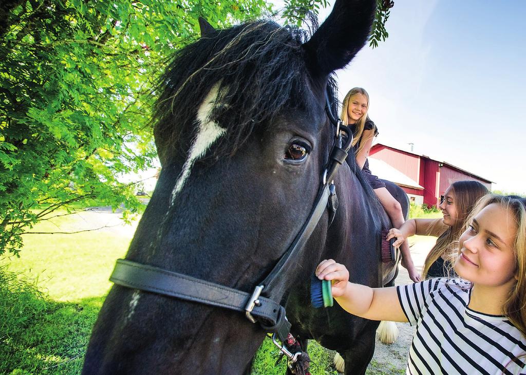 Allergia-, Iho- ja Astmaliitto ry Lemmikkieläinallergiat ALLERGIA - HERKISTYMINEN HERKISTYMISELLÄ TARKOITETAAN sitä, että elimistö tuottaa vasta-aineita, jotka todetaan verikokeella tai