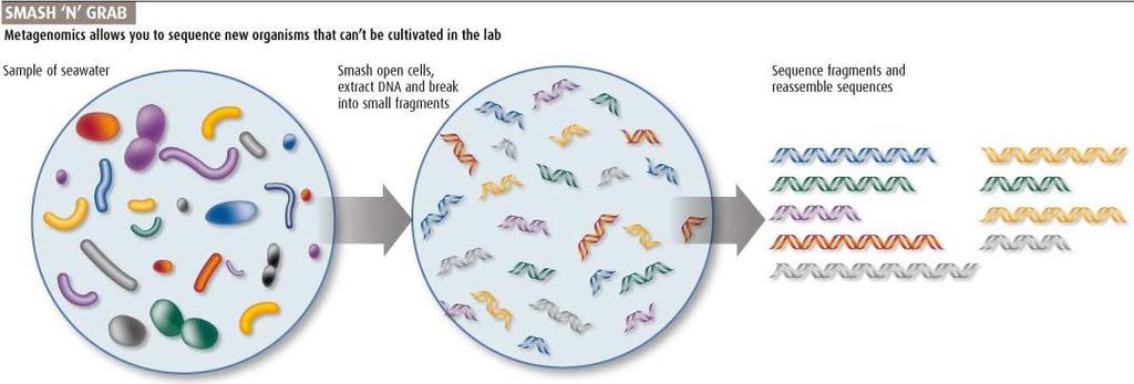 Izolirana DNA