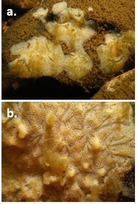 2.3.5 Murtovesisieni, Ephydatia fluviatilis Myös murtovesisieni (Kuva 7) on yksi Itämeren erikoisista lajeista, sillä se on ainakin toistaiseksi ainut sienieläin Itämerellä (Holopainen ym. 2017).