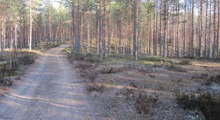 4 Hiekkaniemen kaivauspaikka, Suursaimaan vanha rantaterassi.