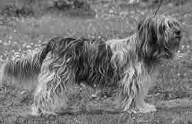 TUONNIT Evita Enya Anjo van de Brederwiede FIN19510/07 (NHSB2602979) narttu blue roan Elmo Anjo Vriendje van de Brederwiede FIN19517/07 (NHSB2602974) uros blue roan Synt. 30