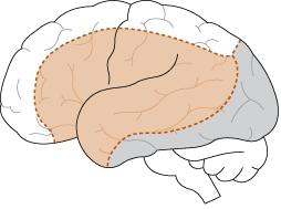 12 Etumaisen aivovaltimon alue (valkoinen) Keskimmäisen aivovaltimon alue (ruskea) Takimmaisen aivovaltimon alue (harmaa) KUVA 4. Aivojen suonitusalueet (Kaste ym.