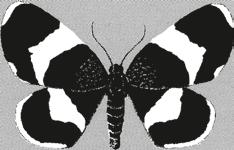 Lepidopterologiska