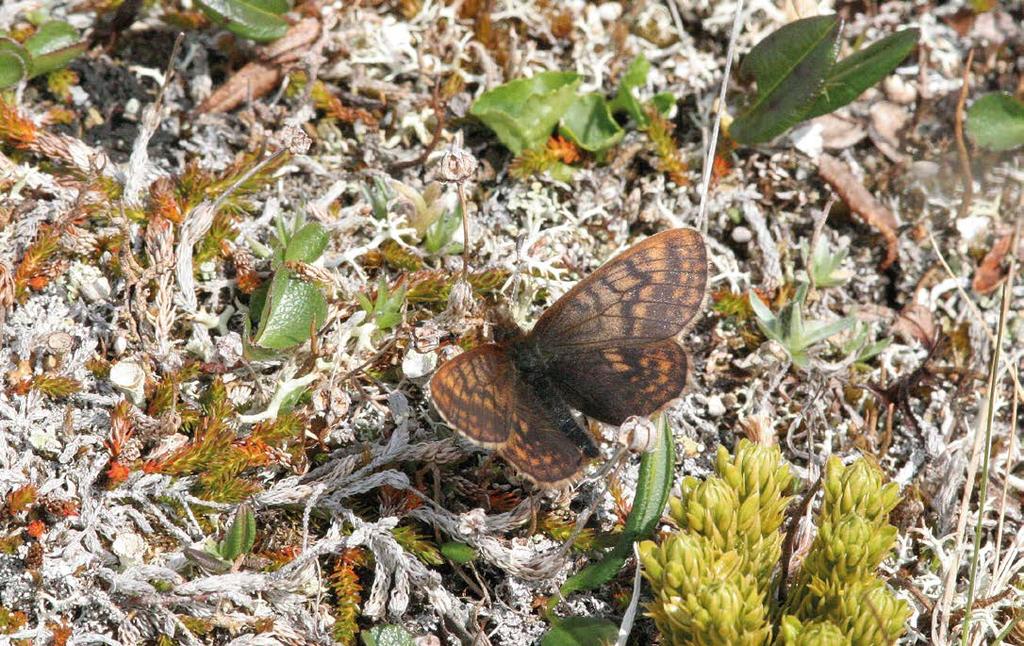 jelualueiden ulko- kuin sisäpuolella. Tästä huolimatta Korkea-Jehkasilta ja Skirhasjokilaaksosta ei ole raportoitu juuri olleenkaan uhanalaista perhoslajistoa.
