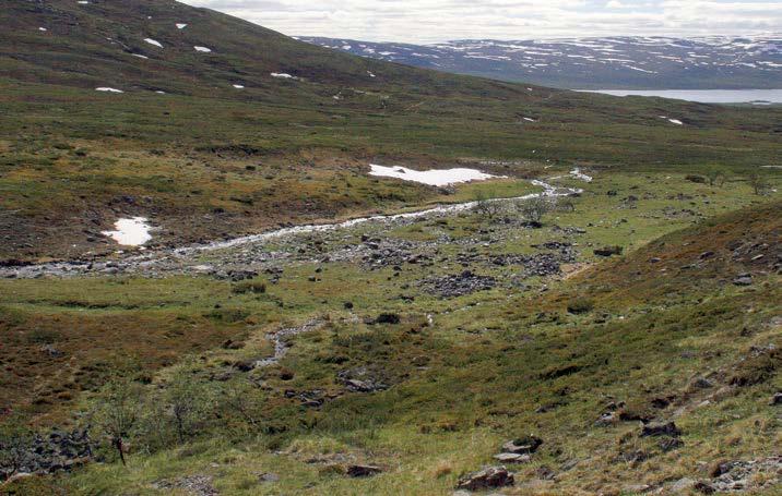 KUVA 19. Kalkkivaikutteiset runsaasti vaateliaita kasvilajeja kasvavat tunturikankaat ja -niityt edustavat perhoslajistoltaan Kilpisjärven alueen omaleimaisinta ja arvokkainta elinympäristötyyppiä.