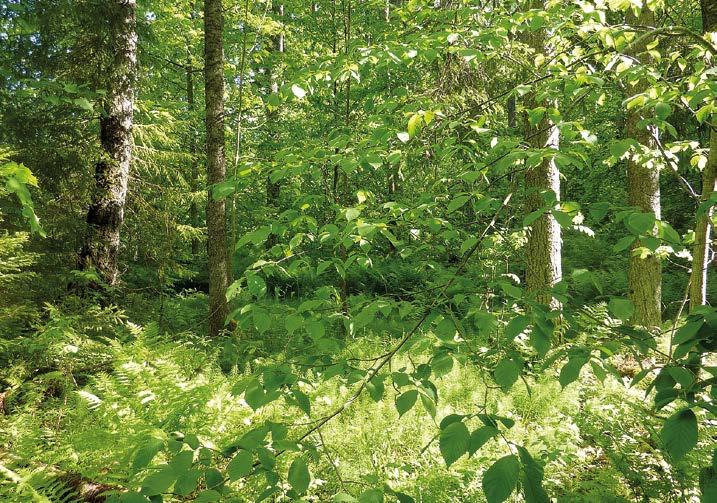 Parhaiten toukkia löytyy metsän sisältä Lähteet Kuten edellä totesin, toukat olivat pääsääntöisesti hyvin pieniä vielä toukokuun lopulla.