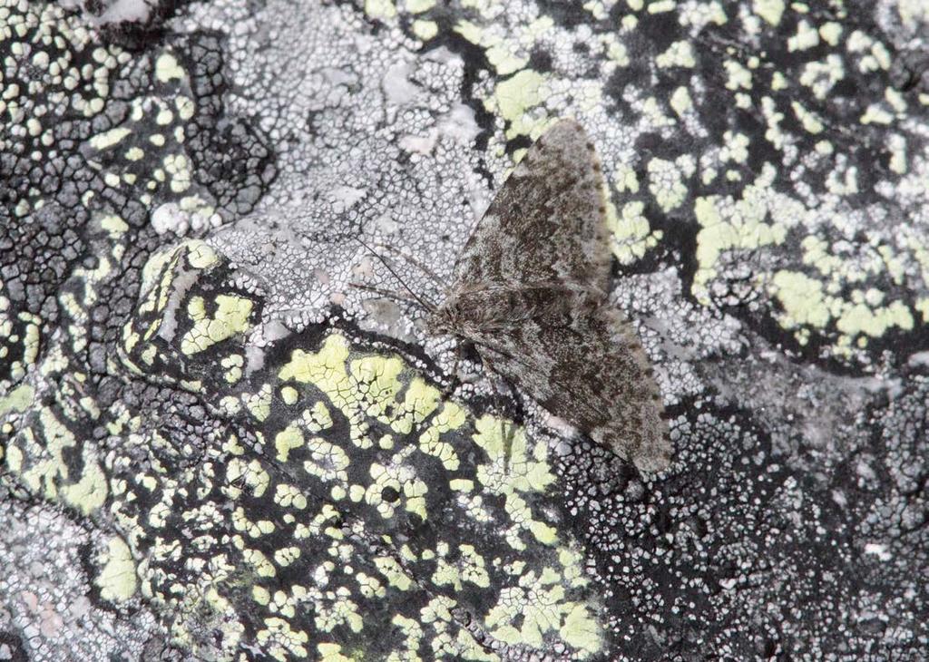 Hotade fjärilar i högfjällen i Le Enontekis, särskilt beaktande observationer gjorda under uppföljande inventeringar av subarktiska fjärilsarter 2008 2011.