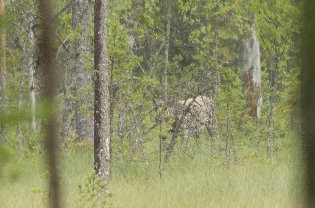 19 Kuva 9 Metsäpeura on Salamajärven kansallispuiston tunnuseläin 3 Kehittämistarpeet Kehittämistarpeita on koottu monesta eri lähteestä.