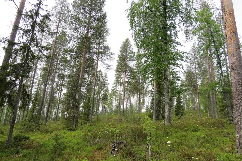 3 Kuva 1 Alueen tyypillistä varttunutta kasvatusmetsää, jossa mänty on valtapuuna ja jonkin verran lehtipuita sekä nuorta kuusta ja mäntyä on alikasvustossa.