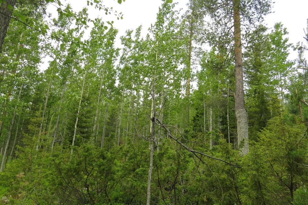 6 metsälakikohde, olisi hyvä huomioida kohde tuoden monimuotoisuutta alueen luontoon sekä haavikon läpi kulkevan noron takia. Kuva 6 Nuori haavikko ja valuvesiuoma kartoitusalueen länsipuolella.