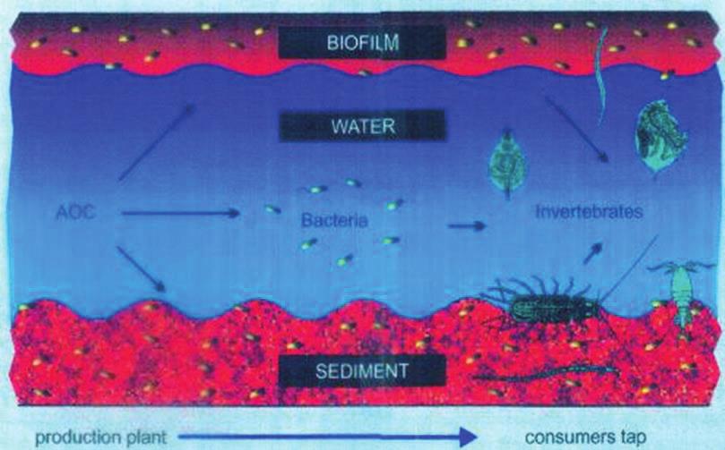 määrä vedessä vähenee Biofilmien muodostuminen Mikrobien kasvualusta ja suojapaikka Mikrobikasvun seuraus kohonnut pesäkeluku tai