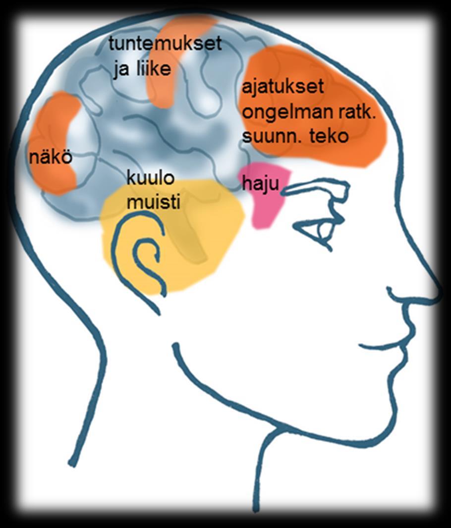 Aivot jakautuvat oikeaan ja vasempaan puoliskoon, jotka ovat aivokurkiaisen välityksellä yhteydessä toisiinsa. 2 1 3 1.