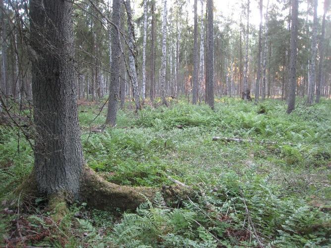 Valtaosa kaava-alueesta on viljelyksessä olevaa peltoa. Joen läheisyydessä on jonkin verran kesantoa ja niittyä. Joenvarressa on paikoin kapealla vyöhykkeellä pensaikko- ja ruoholuhtaa.