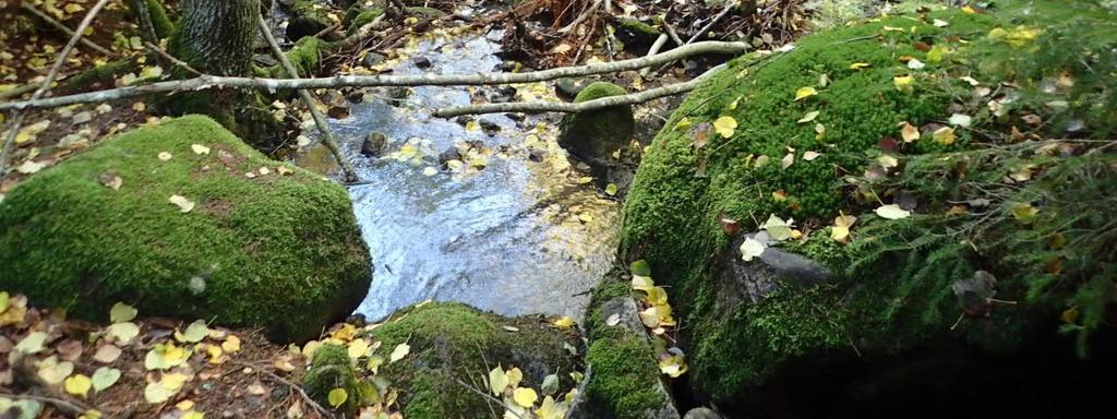 Yläpäässä uoma on matalareunainen ja mutkittelee sekapuustoisella lehtomaisella kankaalla. Vedessä kasvaa korpikaislaa ja reunoilla ruusukesammalta ja metsäliekosammalta.