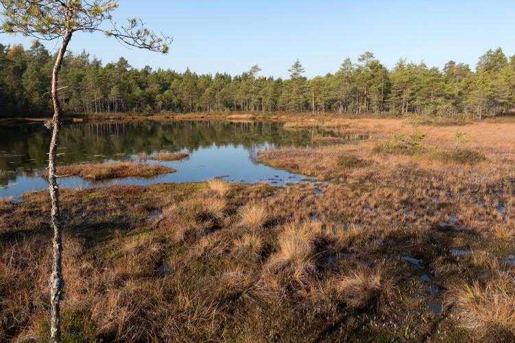 Kirkkonummen kunta Pienvesiselvitys 37 (128) Kommelpott, lampi 31 (kartta 9) Kommelpottin luonnontilainen, matala ja humuspitoinen suolampi sijaitsee Meikon luonnonsuojelualueella, Dorgarnin laajalla