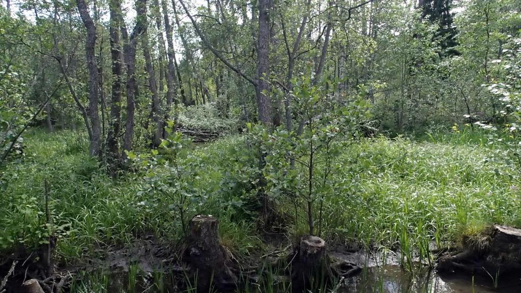 Kirkkonummen kunta Pienvesiselvitys 52 (128) Jakso 5-7 (kartta 19) Masalantien yläpuolinen, 1,5 kilometriä pitkä jakso on koko pituudeltaan kaivettu suoraksi.