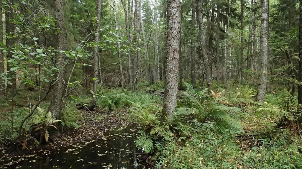Kirkkonummen kunta Pienvesiselvitys 84 (128) Puron kääntyessä jälleen pohjois-etelä-suuntaiseksi alkaa jyrkänteen juurelta puron ylempi yhtenäinen koskijakso, Kakarlammenkoski.