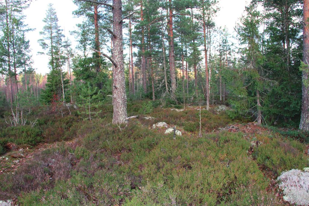 PORNAISTEN KARTANONRINTEEN SUUNNITTELUALUEEN LUONTOARVOJEN