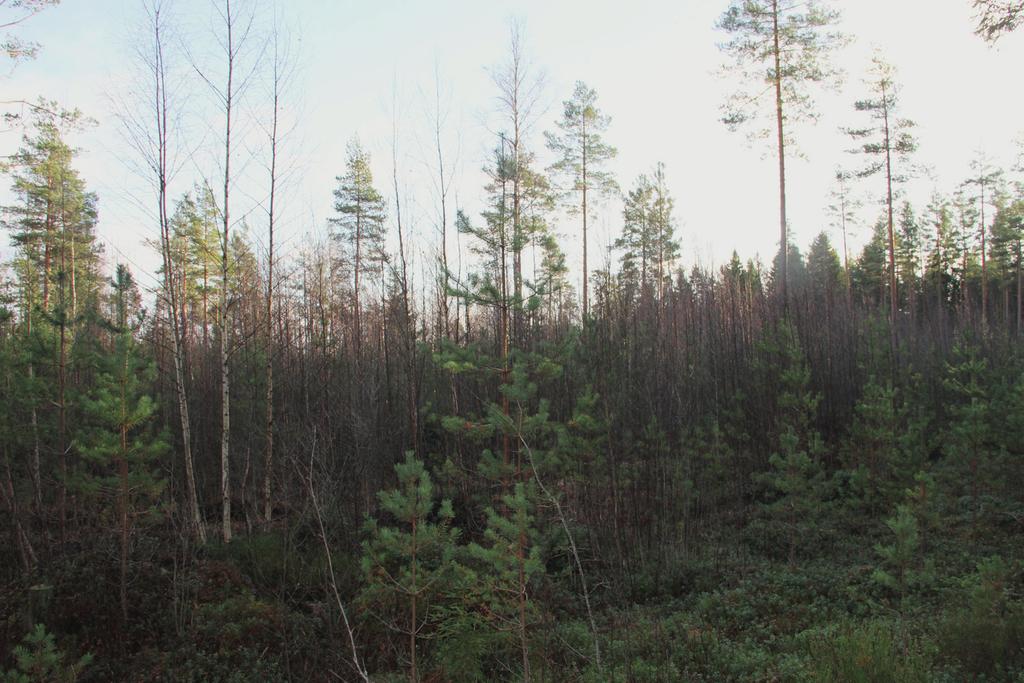 1. Johdanto Pornaisten kunta tilasi syksyllä 2018 :ltä Pornaisten keskustaajaman eteläpuolella sijaitsevan Kartanonrinteen suunnittelualueen luontoarvojen perusselvityksen.