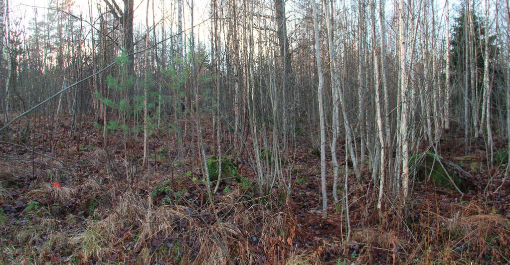 Puusto on koivuvaltaista, mutta koivikon seassa kasvaa myös pihlajaa, haapaa, harmaaleppää (Alnus incana), raitaa, kuusta ja mäntyä.