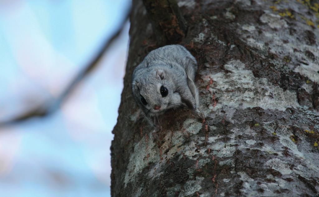 4.2 Liito-oravaselvitys 4.2.1 Johdanto Liito-orava (Pteromys volans) kuuluu EU:n Luontodirektiivin liitteen IV lajeihin ja on siten erityisesti suojeltu laji koko EU:n alueella.