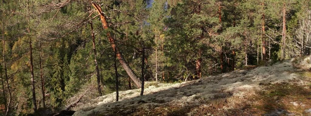 Kuva suunnitelmasta on myös tämän raportin liitteenä. Reitin varrella olevat geologiset kohteet kartoitetaan Geopark-inventoinnissa suositellun mukaisesti.