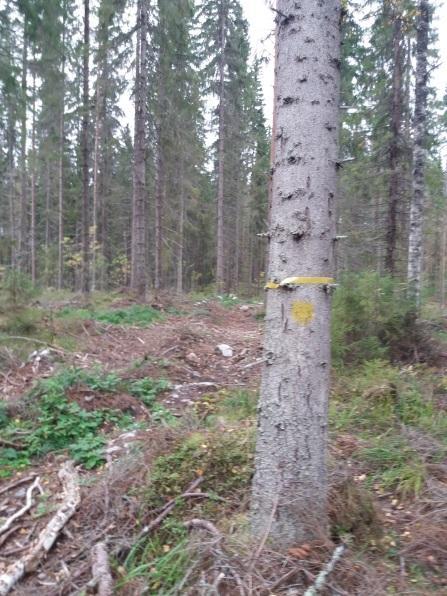 Taulukko 1. Retkeilyreittihankkeen kustannusarvio ja kustannusten toteutuminen 30.11.2018 mennessä. Selite Arvio Toteutuma Henkilöstökulut Projektikoordinaattori 5 kk, 18 500 17 405 sis.