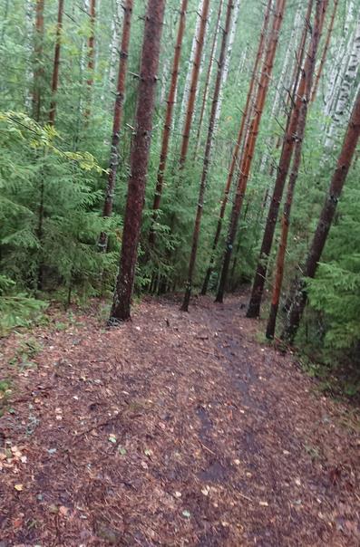 Kosteammalla säällä nämä piti laskeutua ottamalla puista tukea Polku jatkuu mäenharjulta suoalueelle, jossa on monta lampea.