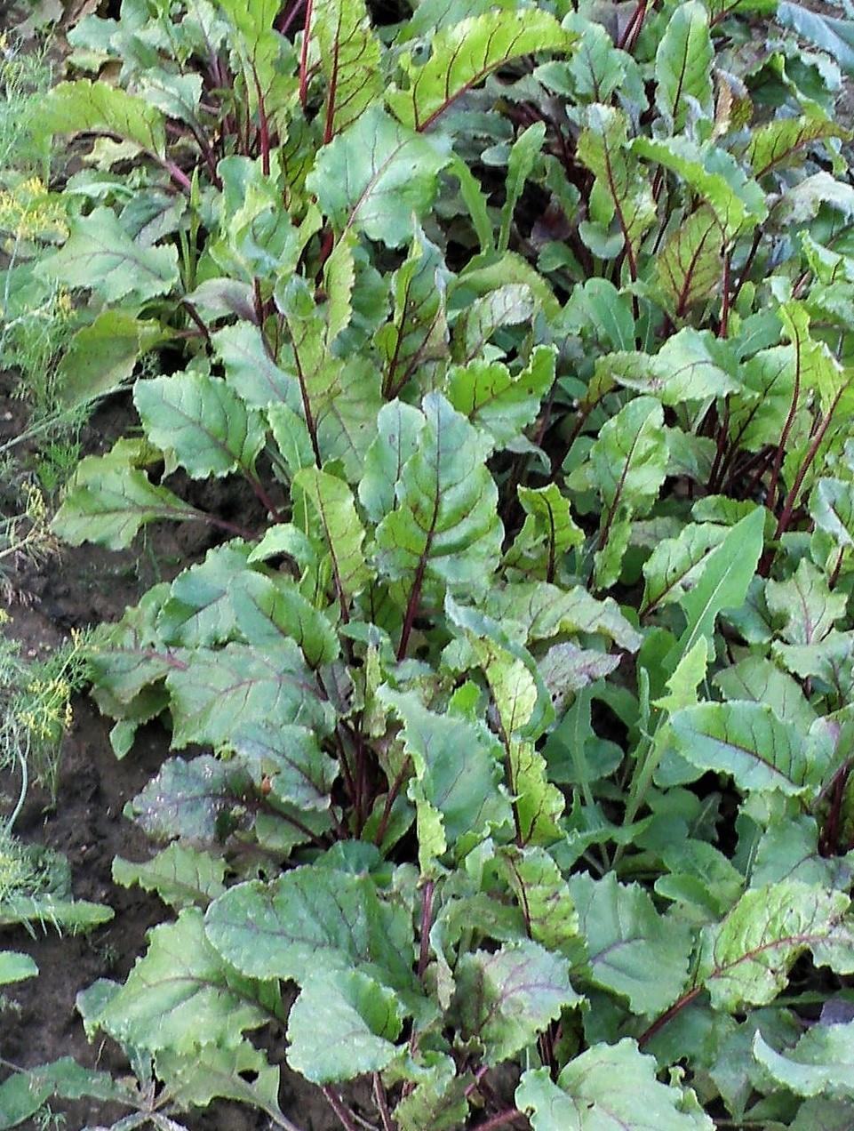 HOITO KESÄN AIKANA Kylvös harvennetaan, kun ensimmäiset kasvulehdet alkavat kehittyä. Sopiva etäisyys on 5 cm, kun juurikkaita käytetään kesän aikana, 10-15 cm, jos sato korjataan vasta syksyllä.